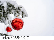 Рождественские и новогодние украшения, красные шары висят на еловой ветке, покрытой снегом. Белый фон, есть место для вставок. Стоковое фото, фотограф Андреева Тамара Викторовна / Фотобанк Лори