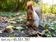 A gray red squirrel eats in an autumn meadow. Front view. Стоковое фото, фотограф Abakumova Ekaterina / Фотобанк Лори