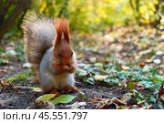A gray squirrel in an autumn park eats a nut on the ground. Стоковое фото, фотограф Abakumova Ekaterina / Фотобанк Лори