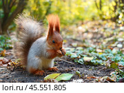 A gray squirrel sits in the sun on the ground and eats. Autumn view. Стоковое фото, фотограф Abakumova Ekaterina / Фотобанк Лори