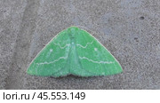 Бабочка Пяденица зелёная большая Geometra papilionaria. Стоковое видео, видеограф Александр Мамонтов / Фотобанк Лори
