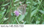 Бабочка Перламутровка большая лесная. Самка редкой формы valesina Argynnis paphia. Стоковое видео, видеограф Александр Мамонтов / Фотобанк Лори