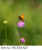 Бабочка шашечница Аталия (лат. Melitaea athalia) на луговом цветке. Стоковое фото, фотограф Олег Пученков / Фотобанк Лори