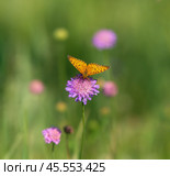 Бабочка шашечница Аталия (лат. Melitaea athalia) на луговом цветке. Стоковое фото, фотограф Олег Пученков / Фотобанк Лори