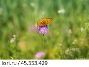 Бабочка шашечница Аталия (лат. Melitaea athalia) на луговом цветке. Стоковое фото, фотограф Олег Пученков / Фотобанк Лори