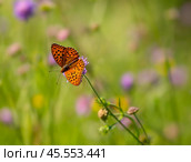 Бабочка шашечница Аталия (лат. Melitaea athalia) на луговом цветке. Стоковое фото, фотограф Олег Пученков / Фотобанк Лори