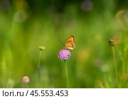 Бабочка шашечница Аталия (лат. Melitaea athalia) на луговом цветке. Стоковое фото, фотограф Олег Пученков / Фотобанк Лори