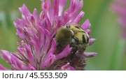 Восковик перевязанный или пестряк полосатый Trichius fasciatus. Стоковое видео, видеограф Александр Мамонтов / Фотобанк Лори