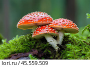 Мухоморы в лесу. Стоковое AI-изображение, AI-художник Щеголева Ольга / Фотобанк Лори