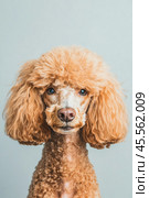 Portrait of adorable apricot poodle posing on gray background. Стоковое AI-изображение, AI-художник Юрий Поздников / Фотобанк Лори