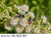 Willow-leaved spiraea (Latin Spiraea salicifolia). Close-up of a Trichius fasciatus beetle and Trichodes apiarius beetle on a flowering inflorescence of willow-leaved spirea. Стоковое фото, фотограф Андрей Жигальцов / Фотобанк Лори