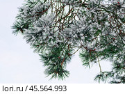 Заснеженная ветка сосны на светлом фоне. Стоковое фото, фотограф Светлана Качанова / Фотобанк Лори