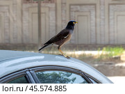 Обыкновенная майна или саранчовый скворец на крыше автомобиля. Стоковое фото, фотограф Евгений Ткачёв / Фотобанк Лори