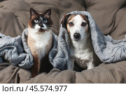 Dog and cat lying under blanket. Стоковое фото, фотограф Гладских Татьяна / Фотобанк Лори