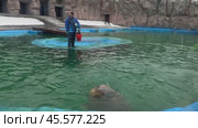 Выступление (кормление) моржа в бассейне Ижевского зоопарка Удмуртия. Редакционное видео, видеограф Оксана Шведкова / Фотобанк Лори