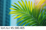 Palm leaf against backdrop of modern skyscrapers under bright blue sky, blending tropical nature with urban architecture. Ideal for promoting luxury travel, city escapes, or tropical urban living. Стоковое AI-видео, аниматор Ирина Михайличенко / Фотобанк Лори