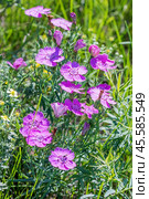 Гвоздика разноцветная в стадии цветения - Dianthus versicolor Fisch. ex Link (семейство Caryophyllaceae) . Новосибирская область,Западная Сибирь России. Стоковое фото, фотограф Евгений Мухортов / Фотобанк Лори