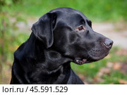 Black labrador retriever. Стоковое фото, фотограф Дмитрий Киселёв / Фотобанк Лори
