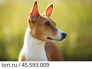Photographed closeup muzzle red dog. Стоковое фото, фотограф Дмитрий Киселёв / Фотобанк Лори