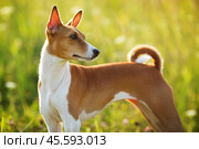 Short haired hunting dog stares somewhere. Стоковое фото, фотограф Дмитрий Киселёв / Фотобанк Лори