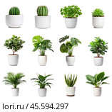 Set of a different houseplants in white pots, isolated on a transparent background. Стоковое AI-изображение, AI-художник Михаил Строгалев / Фотобанк Лори