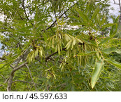 Ясень обыкновенный (Fraxinus excelsior), гора Аю-Даг, Крым (2023 год). Стоковое фото, фотограф Мария Кылосова / Фотобанк Лори