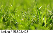 Juicy bright green grass in sunlight. Close up. Lawn background. Texture of new grass growing in field. Meadow on warm sunset or sunrise time. Tranquil nature scene. Golden hour. Greenery, dew drops. Стоковое видео, видеограф Марина Демидюк / Фотобанк Лори