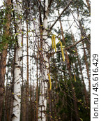 Birch branches with flowering catkins against the background of birch and pine trunks. Natural spring vertical background with blooming birch trees. Стоковое фото, фотограф Бузмакова Светлана / Фотобанк Лори