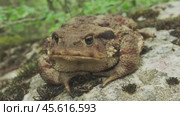 Common toad or European toad on stone. Стоковое видео, видеограф Михаил Коханчиков / Фотобанк Лори