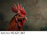 Majestic rooster posing with striking red comb and wattles. Стоковое AI-изображение, AI-художник Иван Рябоконь / Фотобанк Лори