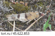 Голубокрылая кобылка Oedipoda caerulescens. Стоковое видео, видеограф Александр Мамонтов / Фотобанк Лори