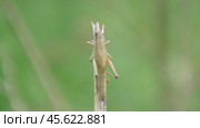 Большая болотная кобылка Stethophyma grossum. Стоковое видео, видеограф Александр Мамонтов / Фотобанк Лори