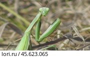 Богомол обыкновенный или богомол религиозный Mantis religiosa. Стоковое видео, видеограф Александр Мамонтов / Фотобанк Лори