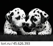 Funny Dalmatian puppies. Dalmatian, or Dalmatian dog, the name of the breed comes from the historical region of Dalmatia on the Balkan Peninsula. Стоковое AI-изображение, AI-художник Сергей Елизарьев / Фотобанк Лори