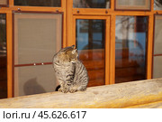 Кошка смотрит в стороны. Стоковое фото, фотограф Дмитрий Николаев / Фотобанк Лори