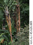 Botany wallpapper, Strelitzia nicolai, giant white paradise bird plant. Стоковое фото, фотограф Екатерина Якименко / Фотобанк Лори