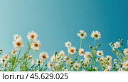 Blooming daisies sway gently in a breezy springtime meadow. Стоковое AI-видео, аниматор Sabyna75 / Фотобанк Лори