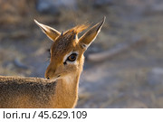 Обыкновенный дикдик (Madoqua kirkii), самая маленькая антилопа в Африке, крупным планом (2015 год). Стоковое фото, фотограф Анна Ефимова / Фотобанк Лори