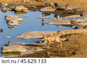 Обыкновенный стенбок (Raphicerus campestris) на водопое Моринга в национальном парке Этоша утром. Намибия, Африка. (2015 год). Редакционное фото, фотограф Анна Ефимова / Фотобанк Лори