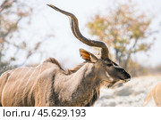 Крупный самец антилопы куду (Tragelaphus strepsiceros), портрет крупным планом на фоне высохшей зимней африканской саванне (2014 год). Стоковое фото, фотограф Анна Ефимова / Фотобанк Лори