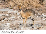 Обыкновенный дикдик (Madoqua kirkii), самая маленькая антилопа в Африке, ест сухие листья (2015 год). Стоковое фото, фотограф Анна Ефимова / Фотобанк Лори