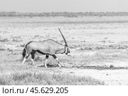 Антилопа орикс (Oryx gazella) идёт по высохшей равнине в африканской саванне (2015 год). Стоковое фото, фотограф Анна Ефимова / Фотобанк Лори