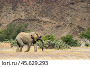 Африканский слон идёт на фоне скал в Дамараленде, Намибия (2014 год). Стоковое фото, фотограф Анна Ефимова / Фотобанк Лори