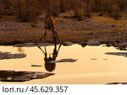 Жираф (Giraffa camelopardalis) пьёт воду на водопое Моринга в национальном парке Этоша в Намибии (2015 год). Стоковое фото, фотограф Анна Ефимова / Фотобанк Лори