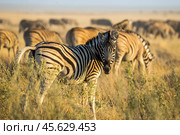 Портрет бурчелловой зебры (Equus quagga) на закате в саванне. Намибия, Африка. (2014 год). Стоковое фото, фотограф Анна Ефимова / Фотобанк Лори