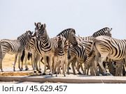 Табун саванных зебр (Equus quagga) в саванне во время сухого сезона. Мать с жеребенком и другие животные  стоят. Зима в Намибии, Африка. (2014 год). Стоковое фото, фотограф Анна Ефимова / Фотобанк Лори