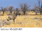 Бурчеллова (саванная) зебра (Equus quagga) в африканском буше в сухой сезон (2015 год). Стоковое фото, фотограф Анна Ефимова / Фотобанк Лори