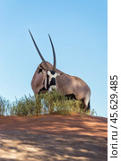 Антилопа орикс (Oryx gazella) ест листья кустарника в пустыне в Намибии на фоне голубого неба (2014 год). Стоковое фото, фотограф Анна Ефимова / Фотобанк Лори