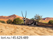 Портрет орикса (Oryx gazella), отдыхающего в тени на песке в пустыне Намиб в Намибии (2014 год). Стоковое фото, фотограф Анна Ефимова / Фотобанк Лори