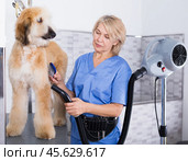 Hairdresser professional dries hair by fen dog fur Afghan hound dog in hairdresser for animal. Стоковое фото, фотограф Татьяна Яцевич / Фотобанк Лори